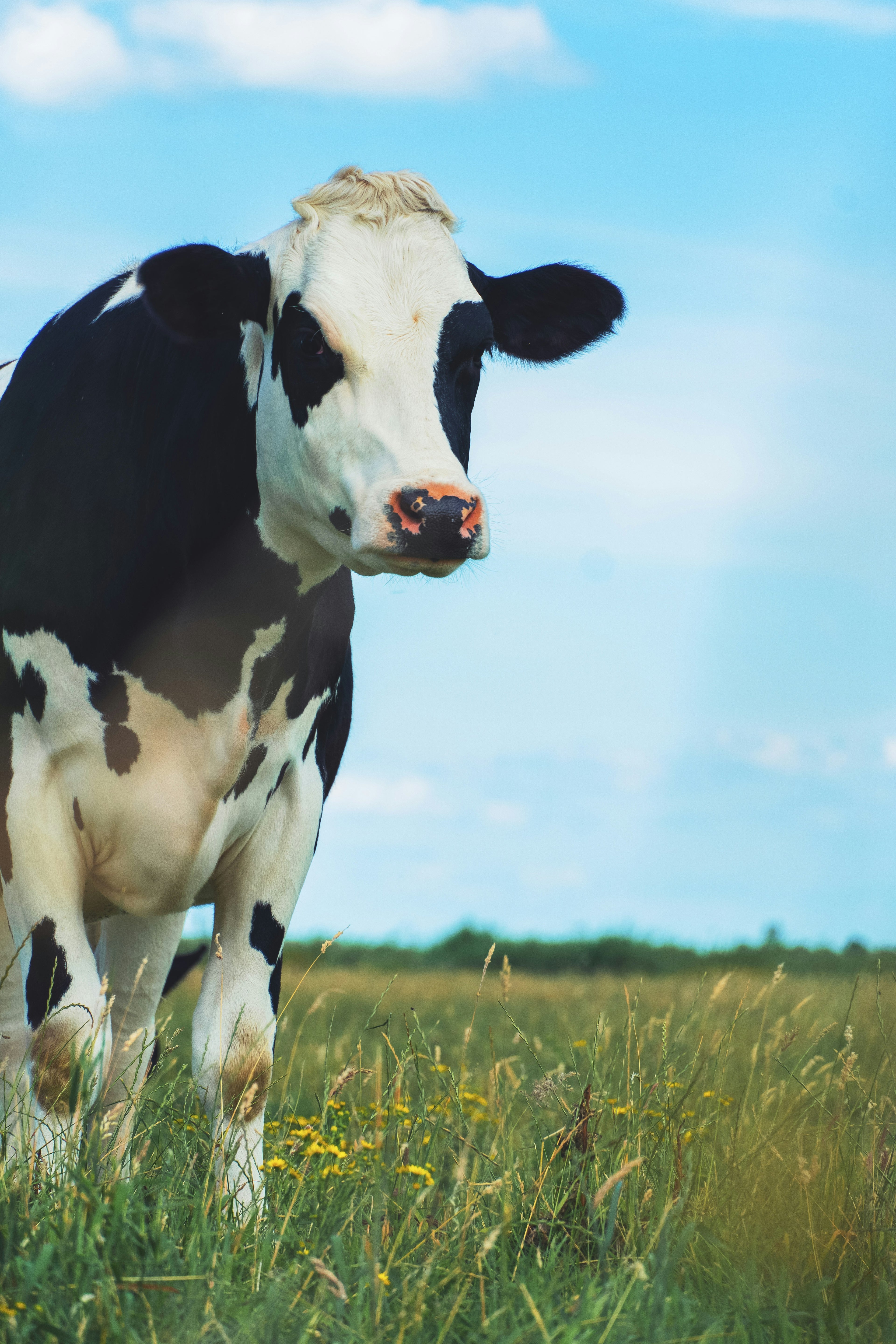 Black and white cow standing in a grassy field with a blue sky.